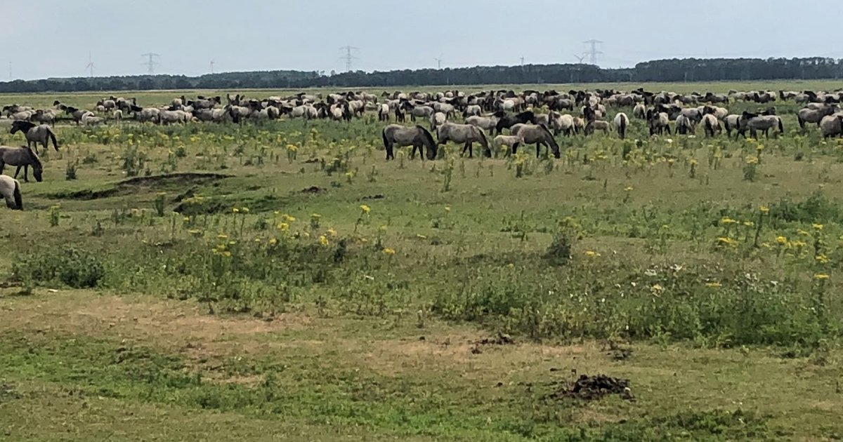 Provincie Flevoland besluit vandaag over grote grazers Oostvaardersplassen