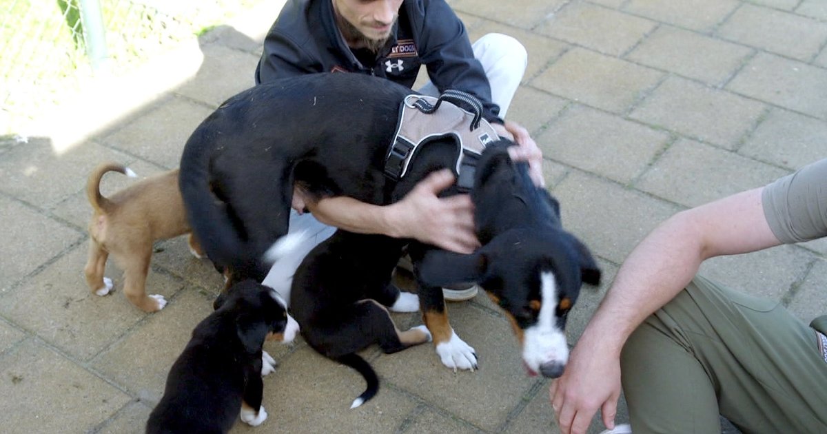 Netherlands to Introduce Mandatory Training for High-Risk Dog Owners