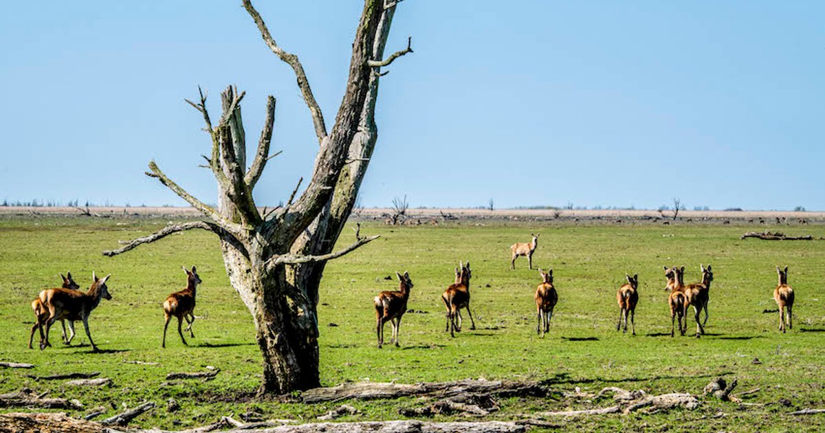 Oostvaardersplassen: Einde aan 'Serengeti van de Lage Landen'