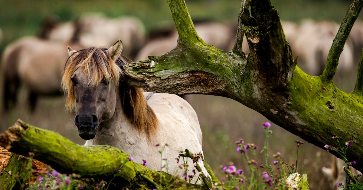 'Konikpaarden zijn helemaal niet wild'