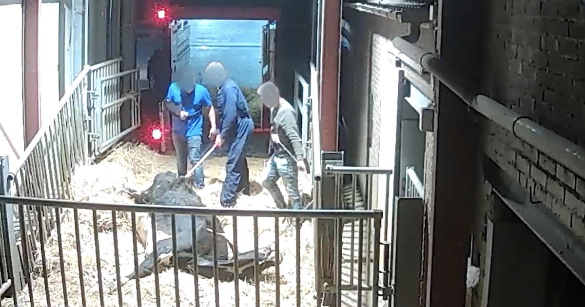 Bedrijf dat koeien mishandelde niet stilgelegd, alleen 'onder verscherpt toezicht' geplaatst