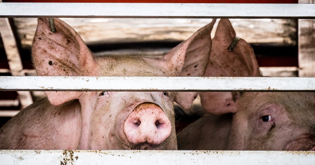 Dieren vervoeren op tropische dagen wordt verboden: veetransport mag niet meer boven 30 graden