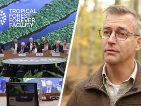 Bosexpert Gert-Jan Nabuurs vindt dat de massale klimaattoppen moeten stoppen