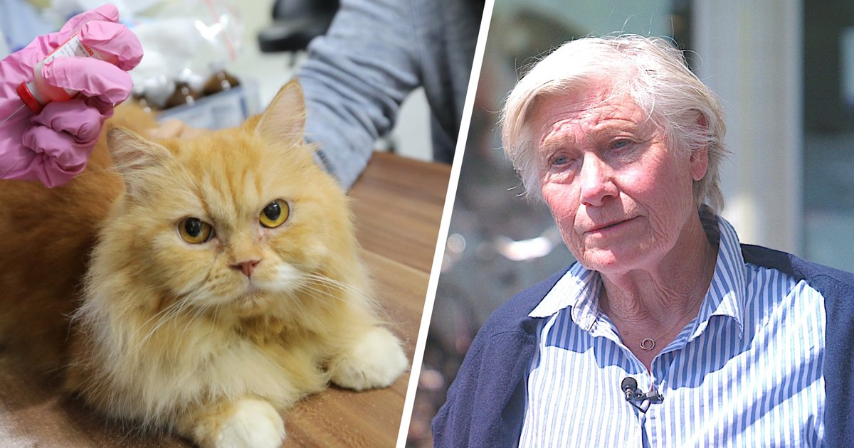 Kabinet komt met plannen tegen (te) dure dierenartsen, en dat is volgens dierenhulporganisatie hard 