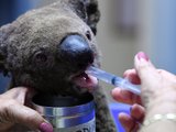 Een gewonde koala wordt weer opgelapt