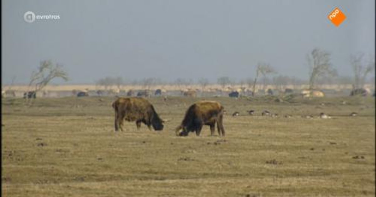 'Meer recreatie in Oostvaardersplassen'