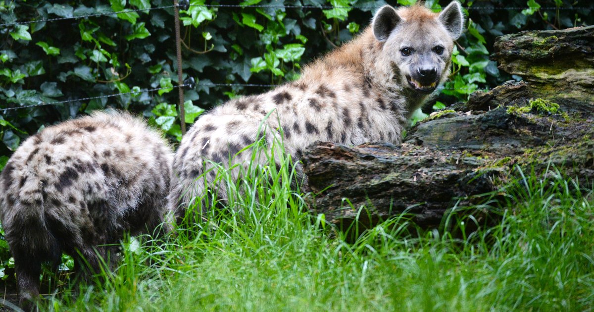 Ook hyena ontsnapte uit verblijf in DierenPark Amersfoort: 'Dit is geen incident meer'