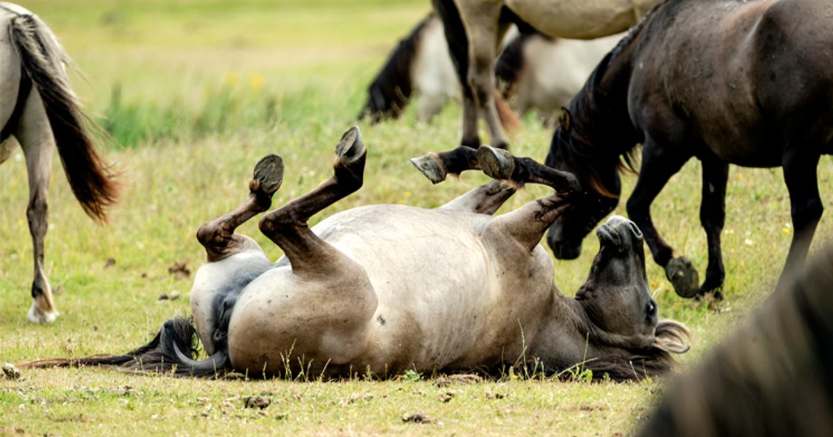 Oostvaardersplassen: deel paarden verhuist, edelherten worden afgeschoten