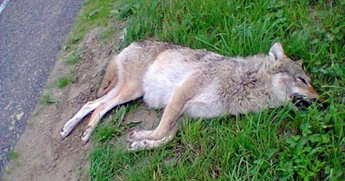 Wolf in Nederland? Deze week weten we het