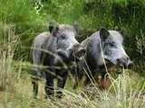Wilde zwijnen aan de rand van een bos bij Vierhouten, op de Veluwe