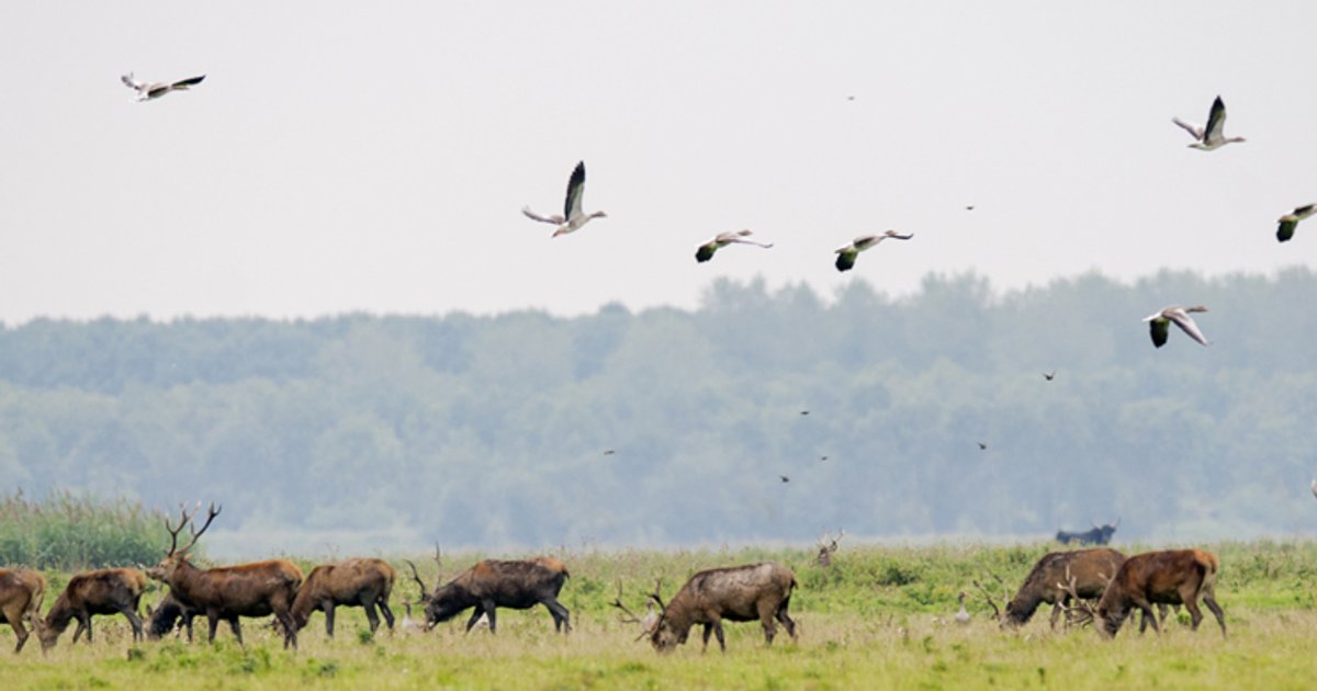 Krijgen dieren Oostvaardersplassen de pil?