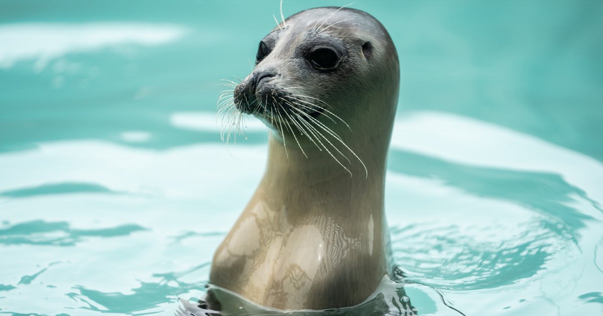Zeehondencentrum Pieterburen mogelijk failliet: wat dit betekent voor de toekomst van het dier