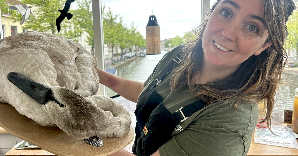 'Één stuk afval oprapen kan al een dierenleven redden', in dit museum laten ze de gevolgen van natuu