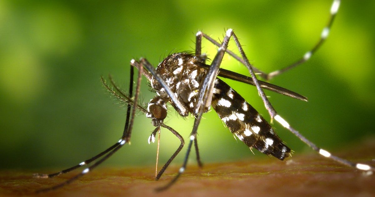 Hoe gevaarlijk is de tijgermug als hij zich hier permanent vestigt? 'Heel slecht nieuws'