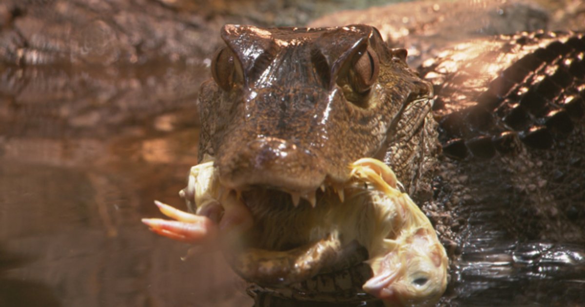 Zwemt er een krokodil rond bij Vinkeveen?