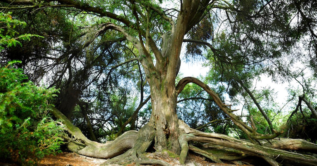 Dit zijn de 12 mooiste bomen van Nederland
