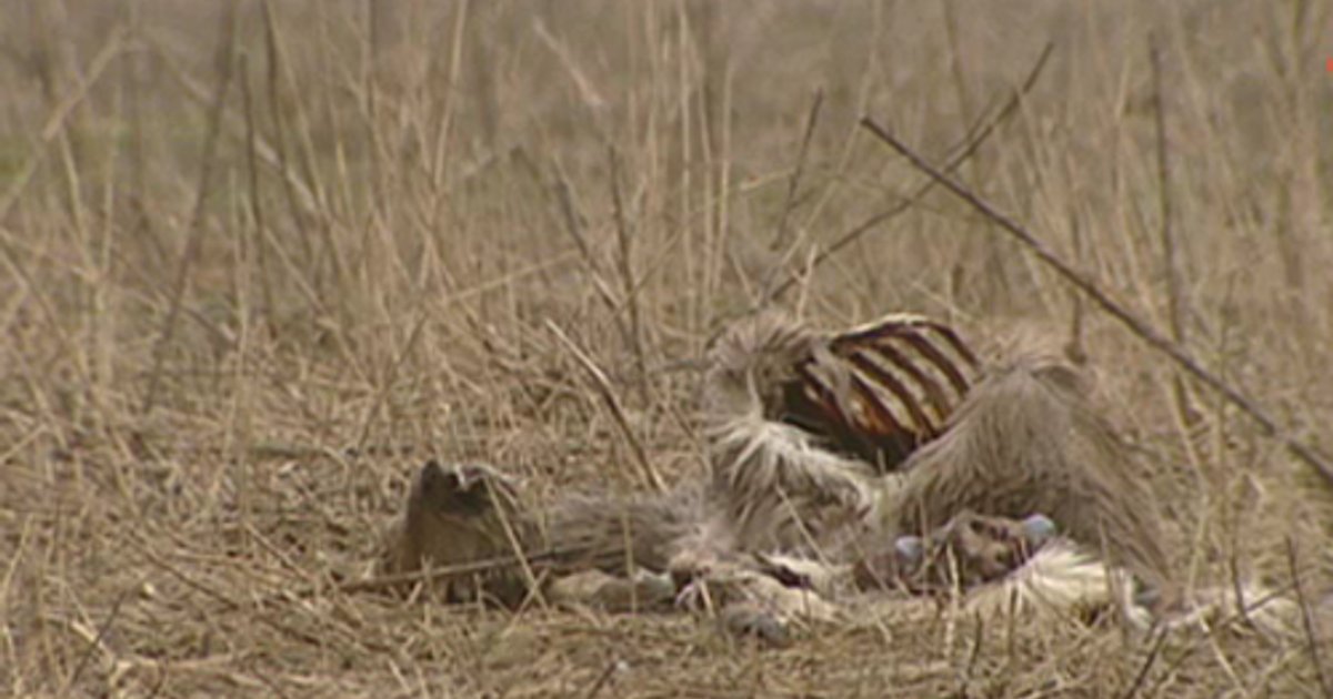 Spoeddebat natuurbeleid Oostvaardersplassen