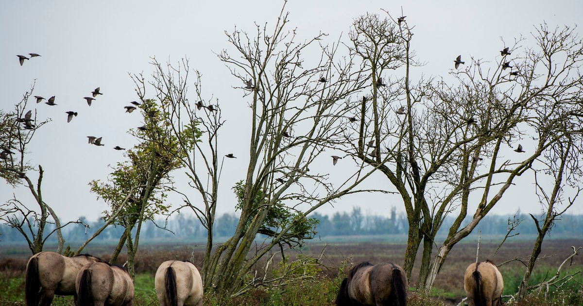 Honderden dieren sterven in de Oostvaardersplassen: 'We kunnen niet meer met de natuur omgaan'