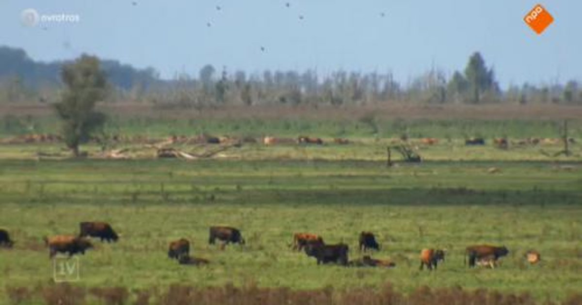 Kritiek Oostvaardersplassen laait weer op