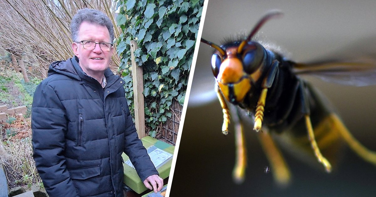 Waarom de Aziatische hoornaar niet alleen voor imkers een probleem is