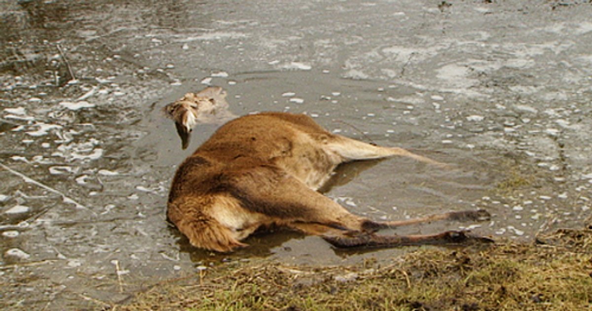 Oostvaardersplassen: oernatuur of mislukt natuurpark?