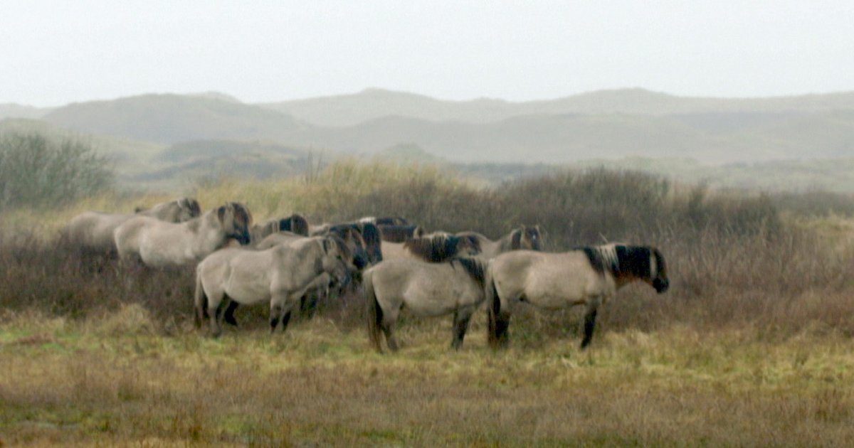 Actievoerders woest: na de Oostvaardersplassen is het leven van deze Konikpaarden ook op Texel niet 