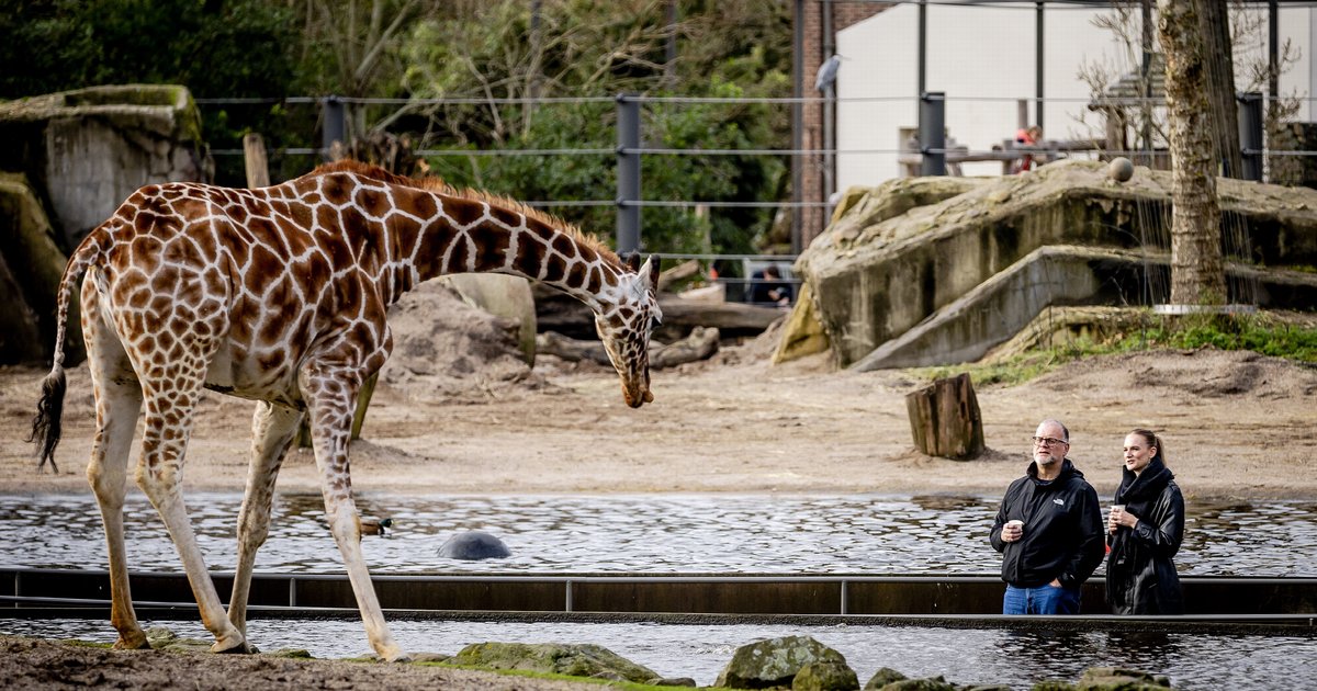 Nieuwe regels voor dierentuinen: 'Onze plicht om te zorgen dat een dier zich écht goed voelt'