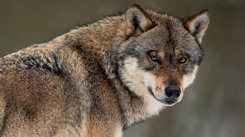 Overijssel wapent zich met honderden palen tegen de wolf - EenVandaag