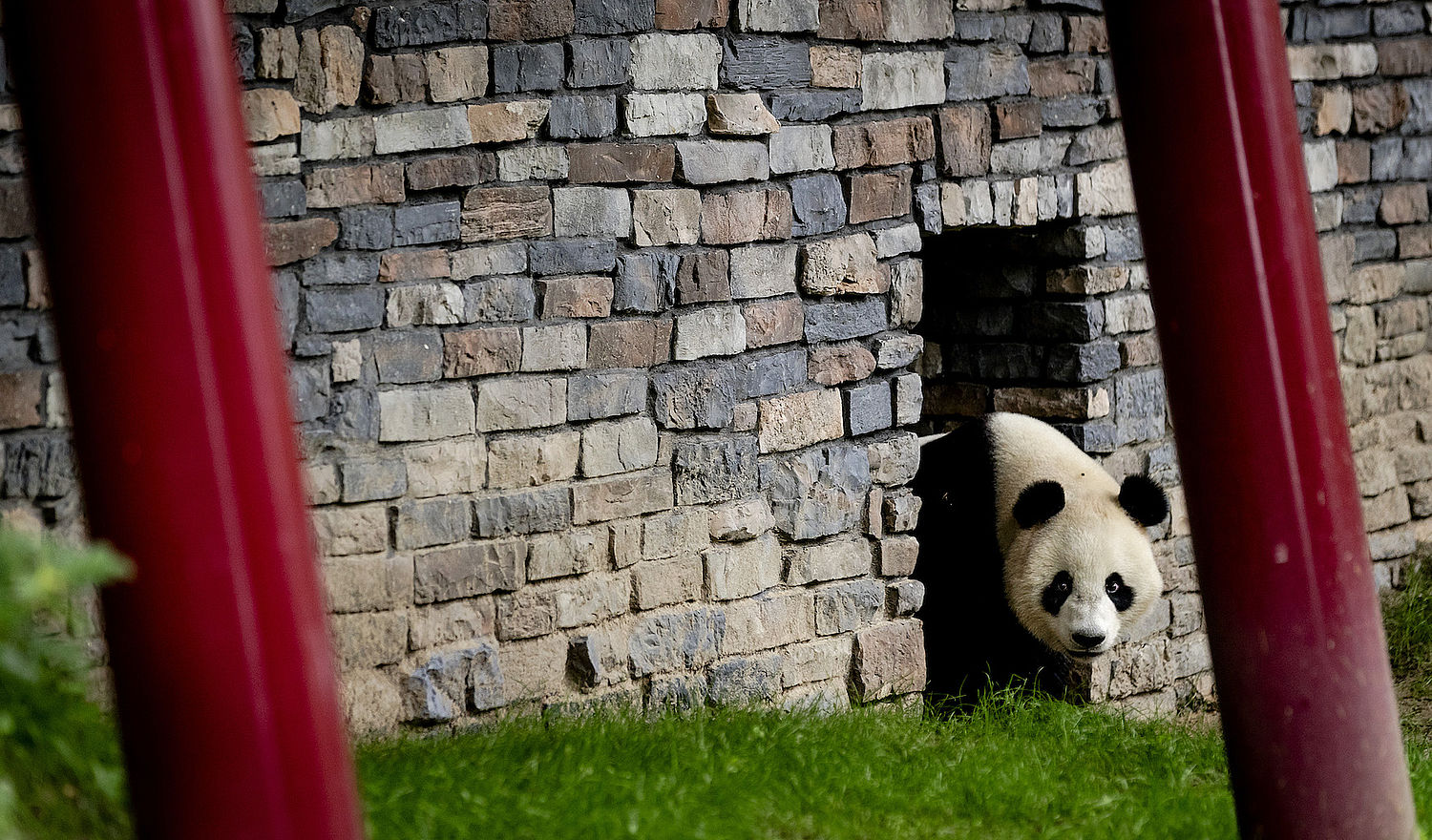 Panda S Ouwehands Dierenpark Kosten Miljoenen Dit Leverden Ze Al